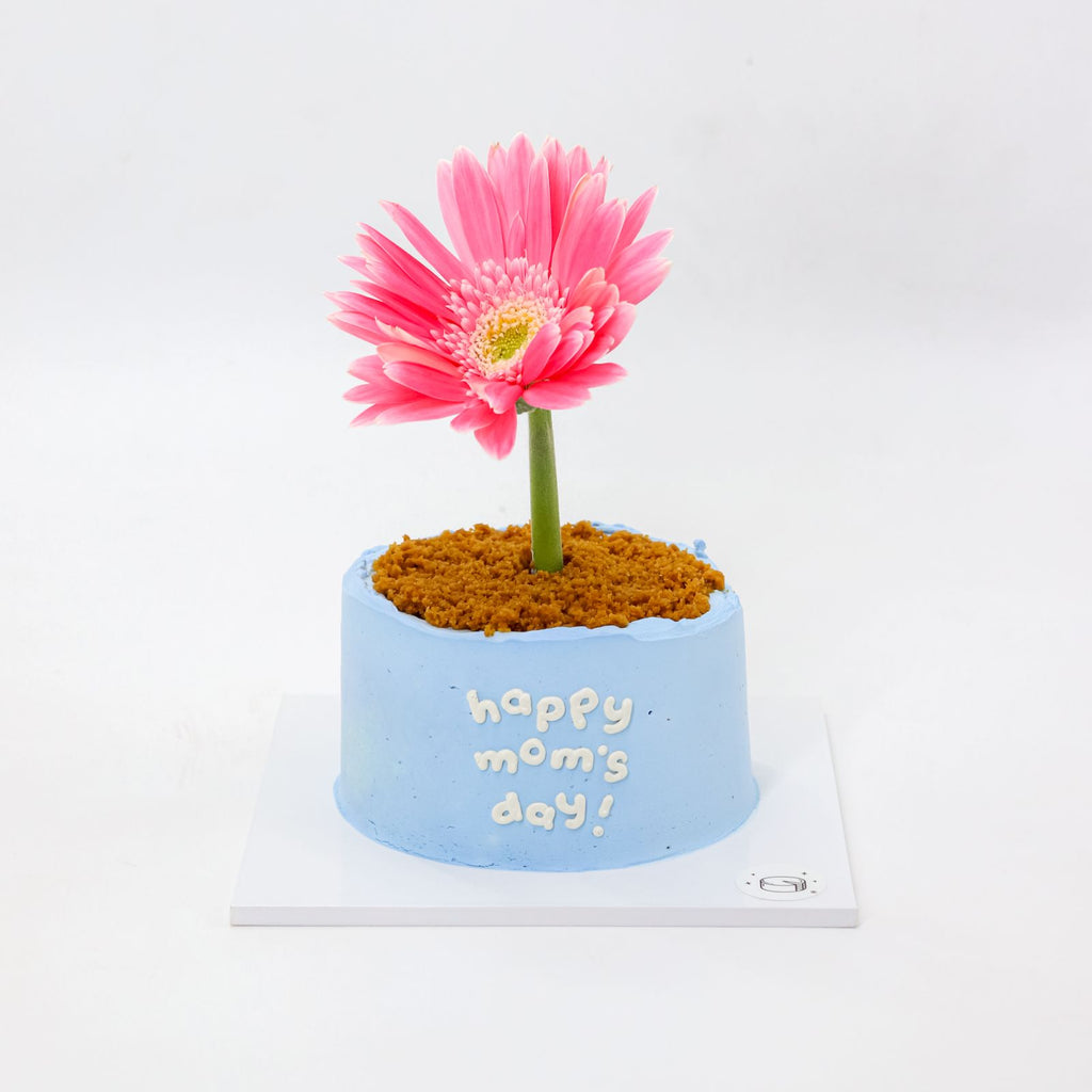 Mini Flower Pot Dark Choco Bonbon Burnt Basque Aegyo Cheesecake (Mom's Day)