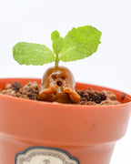 Manduraku Pistachio Pot (Potion Room Special)